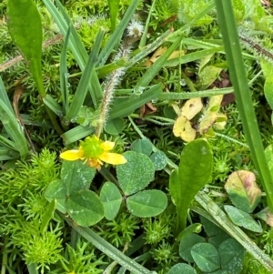 Ranunculus pimpinellifolius at Barrington Tops National Park - 19 Dec 2023