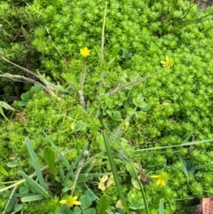 Ranunculus pimpinellifolius at Barrington Tops National Park - 19 Dec 2023 07:44 AM