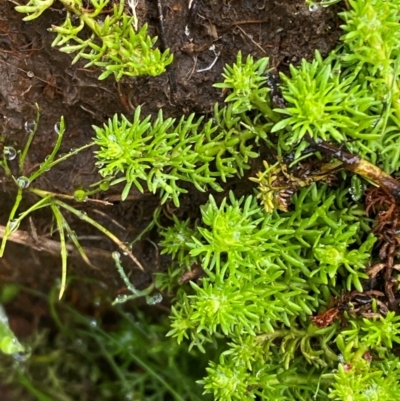 Myriophyllum alpinum (Alpine Water-milfoil) at Barrington Tops National Park - 18 Dec 2023 by Tapirlord