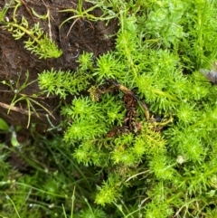 Myriophyllum alpinum at Barrington Tops National Park - 19 Dec 2023 07:43 AM