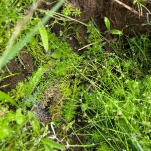 Myriophyllum alpinum at Barrington Tops National Park - 19 Dec 2023 07:43 AM