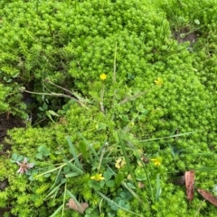 Myriophyllum alpinum at Barrington Tops National Park - 19 Dec 2023