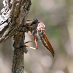 Unidentified Robber fly (Asilidae) at Bungonia, NSW - 29 Jan 2024 by DPRees125