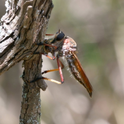 Unidentified Robber fly (Asilidae) at Bungonia, NSW - 29 Jan 2024 by DPRees125