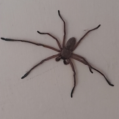 Delena cancerides (Social huntsman spider) at Aranda, ACT - 1 Feb 2024 by VanceLawrence