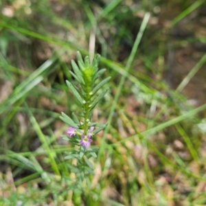 Lythrum hyssopifolia at Uriarra Village, ACT - 1 Feb 2024 12:09 PM