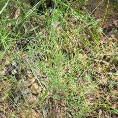 Lythrum hyssopifolia at Uriarra Village, ACT - 1 Feb 2024 12:09 PM