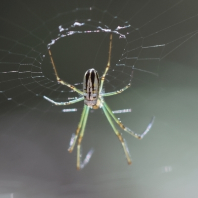 Leucauge dromedaria (Silver dromedary spider) at Moruya, NSW - 1 Feb 2024 by LisaH