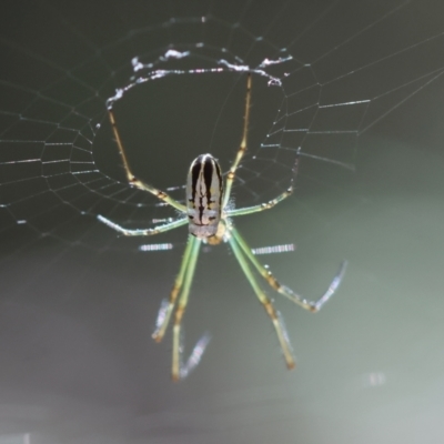 Unidentified Orb-weaving spider (several families) at Moruya, NSW - 1 Feb 2024 by LisaH