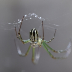 Leucauge dromedaria at Moruya, NSW - suppressed
