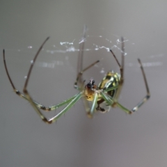 Leucauge dromedaria at Moruya, NSW - suppressed