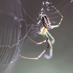 Leucauge dromedaria at Moruya, NSW - suppressed
