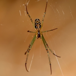 Leucauge dromedaria at Moruya, NSW - suppressed