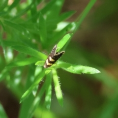 Glyphipterix chrysoplanetis (A Sedge Moth) at Moruya, NSW - 1 Feb 2024 by LisaH