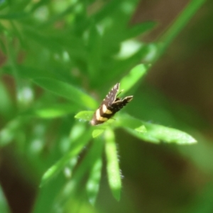 Glyphipterix chrysoplanetis at Moruya, NSW - suppressed