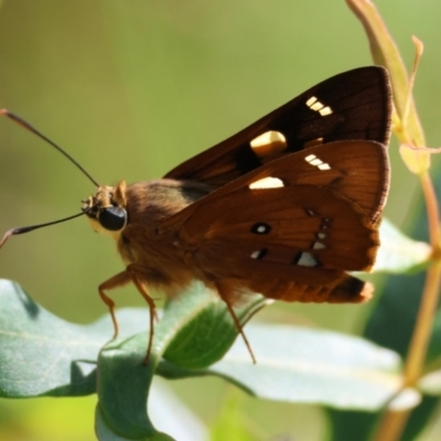 Unidentified Skipper (Hesperiidae) at Moruya, NSW - 31 Jan 2024 by LisaH