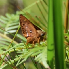 Trapezites symmomus at Moruya, NSW - suppressed