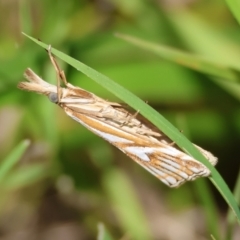 Hednota pleniferellus (A Grass moth) at Moruya, NSW - 31 Jan 2024 by LisaH