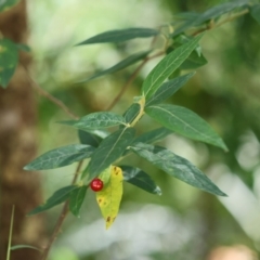 Solanum stelligerum (Devil's Needles) at Broulee Moruya Nature Observation Area - 31 Jan 2024 by LisaH