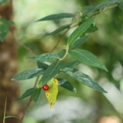 Solanum stelligerum (Devil's Needles) at Broulee, NSW - 1 Feb 2024 by LisaH