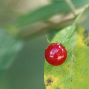 Solanum stelligerum at Broulee, NSW - suppressed