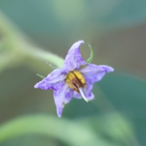 Solanum stelligerum at Broulee, NSW - suppressed