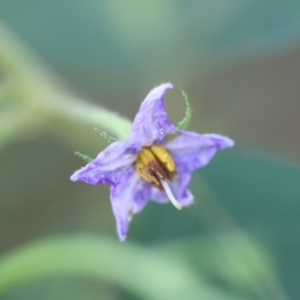Solanum stelligerum at Broulee, NSW - 1 Feb 2024