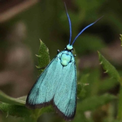 Pollanisus viridipulverulenta (Satin-green Forester) at Black Mountain - 31 Jan 2024 by ConBoekel