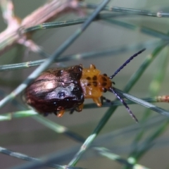 Unidentified Leaf beetle (Chrysomelidae) at Broulee, NSW - 31 Jan 2024 by LisaH