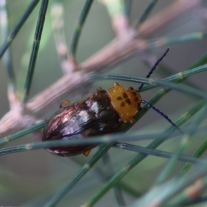 Lamprolina sp01 at suppressed - suppressed