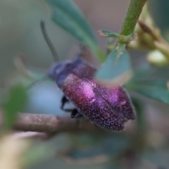 Unidentified Darkling beetle (Tenebrionidae) at Broulee, NSW - 31 Jan 2024 by LisaH