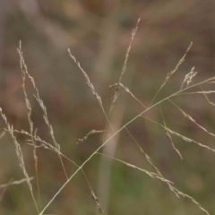 Eragrostis curvula (African Lovegrass) at Turner, ACT - 31 Jan 2024 by ConBoekel