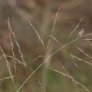 Eragrostis curvula at Turner, ACT - 31 Jan 2024