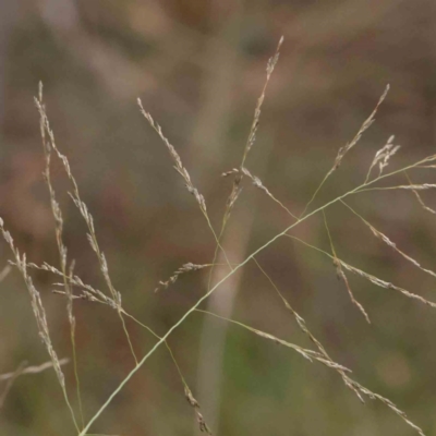 Eragrostis curvula (African Lovegrass) at Turner, ACT - 30 Jan 2024 by ConBoekel