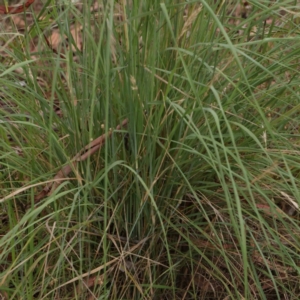 Eragrostis curvula at Turner, ACT - 31 Jan 2024