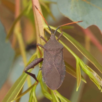 Amorbus (genus) (Eucalyptus Tip bug) at Black Mountain - 31 Jan 2024 by ConBoekel