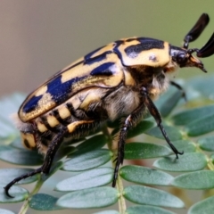 Chondropyga olliffiana (Olliff's flower scarab) at Broulee Moruya Nature Observation Area - 31 Jan 2024 by LisaH