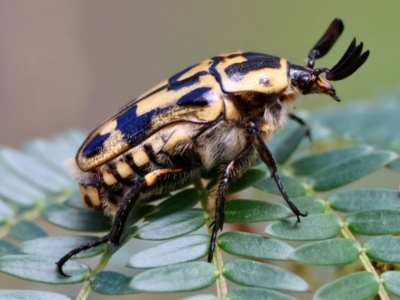 Chondropyga olliffiana (Olliff's flower scarab) at Moruya, NSW - 31 Jan 2024 by LisaH