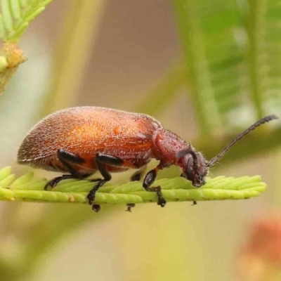 Ecnolagria grandis (Honeybrown beetle) at Acton, ACT - 30 Jan 2024 by ConBoekel