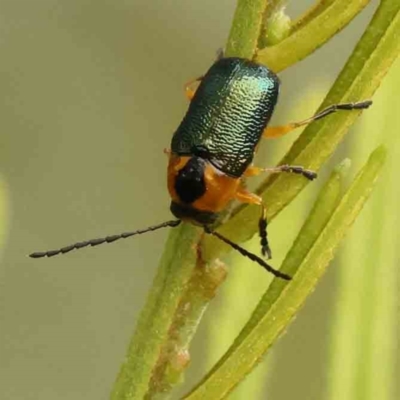 Aporocera (Aporocera) consors (A leaf beetle) at O'Connor, ACT - 31 Jan 2024 by ConBoekel