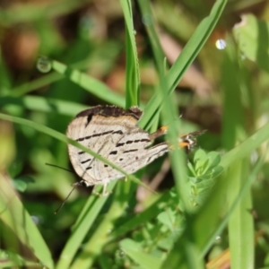 Jalmenus evagoras at Moruya, NSW - 1 Feb 2024