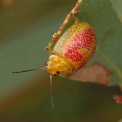 Paropsisterna fastidiosa (Eucalyptus leaf beetle) at Black Mountain - 31 Jan 2024 by ConBoekel