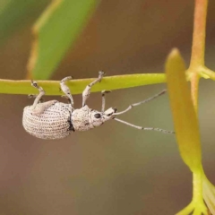 Merimnetes oblongus (Radiata pine shoot weevil) at Acton, ACT - 30 Jan 2024 by ConBoekel