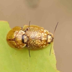 Paropsisterna cloelia (Eucalyptus variegated beetle) at Black Mountain - 31 Jan 2024 by ConBoekel