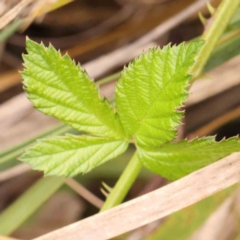 Rubus anglocandicans (Blackberry) at Black Mountain - 30 Jan 2024 by ConBoekel