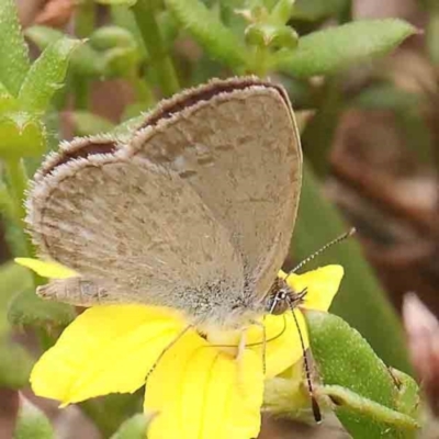 Zizina otis (Common Grass-Blue) at Black Mountain - 31 Jan 2024 by ConBoekel