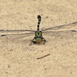 Hemigomphus heteroclytus at Cotter Reserve - 1 Feb 2022 12:56 PM