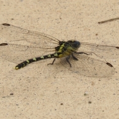 Hemigomphus heteroclytus at Cotter Reserve - 1 Feb 2022