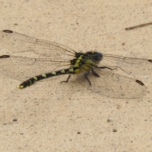 Hemigomphus heteroclytus at Cotter Reserve - 1 Feb 2022 12:56 PM