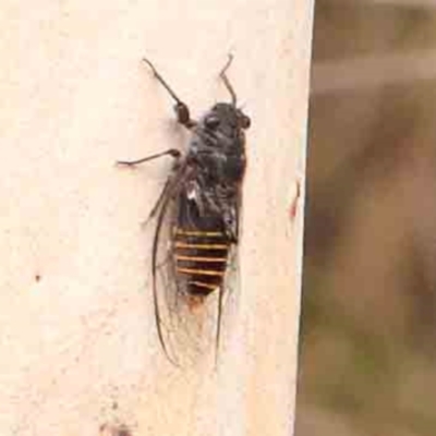 Pauropsalta mneme (Alarm Clock Squawker) at Acton, ACT - 30 Jan 2024 by ConBoekel